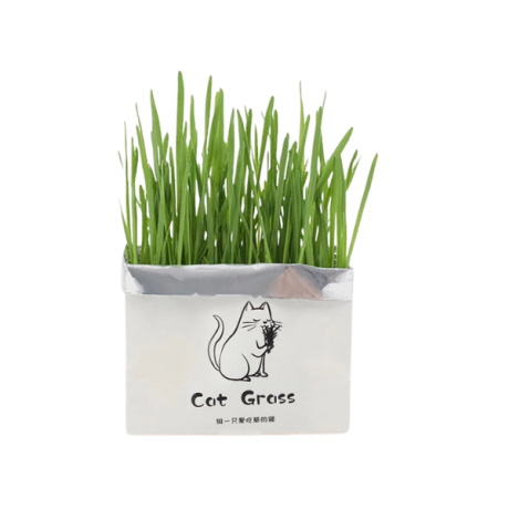 بذر علف گربه