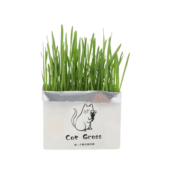 Untitled design - 2025-09-02T153548.812 بذر علف گربه