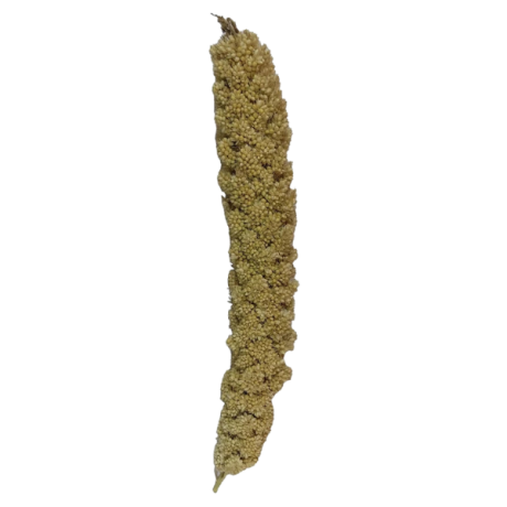 غذای پرنده مدل ارزن خوشه ای کد