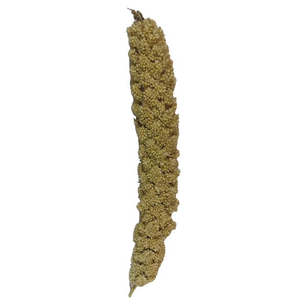 Untitled design - 2025-09-03T152916.276 غذای پرنده مدل ارزن خوشه ای کد