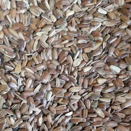 تخمه قرمز( شاهرودی) درجه 1 طوطیسانان-500 گرمی