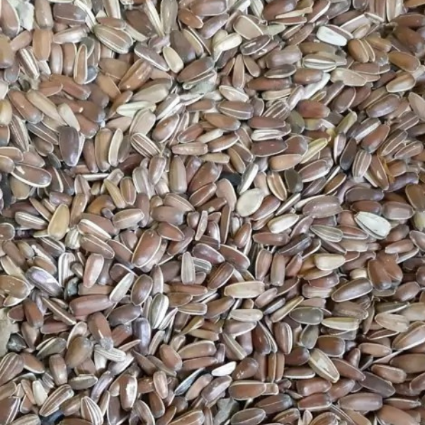 Untitled design - 2025-09-03T153924.803 تخمه قرمز( شاهرودی) درجه 1 طوطیسانان-500 گرمی