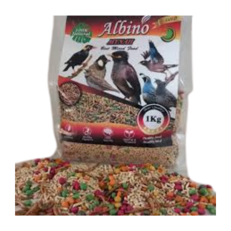 دان مخصوص مرغ مینابرند(آلبینو)(ALBINO)